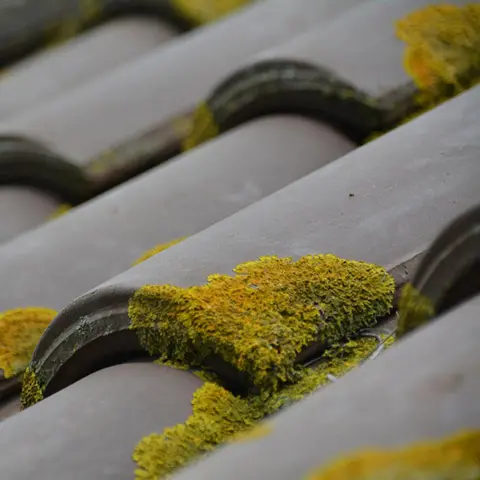 Démoussage de toitures à Caudry